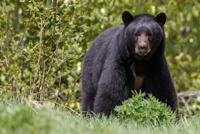 Кот впервые видит медведя