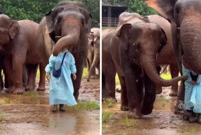 Слоновьи нежности