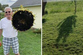 19  фото с садовых участков, которые показывают, что там можно найти не только грядки