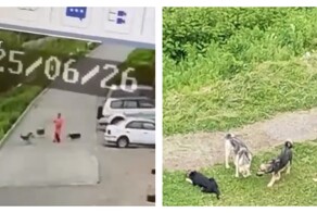 Нападение собак на женщину с ребёнком
