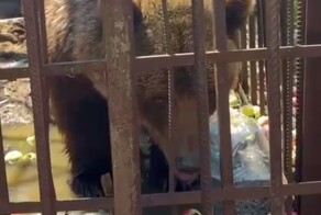 На территории закрывшегося зоопарка обнаружили брошенную медведицу