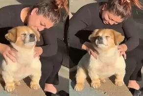 Щенок любит ездить в гости к бабушке