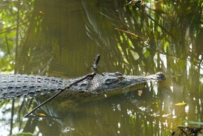 В Индии крокодил утащил 13-летнего мальчика