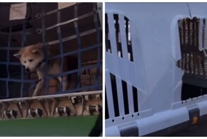 Пёс прогрыз стенку переноски и гулял по багажному отсеку самолета