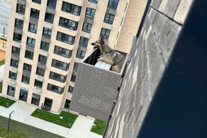 В Южно-Сахалинске спасли собаку, выпавшую из окна 12-го этажа