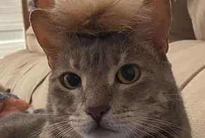 20  примеров тайных занятий котиков