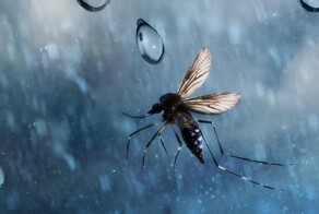 Почему капли дождя не убивают комаров?