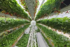 Большая роботизированная теплица