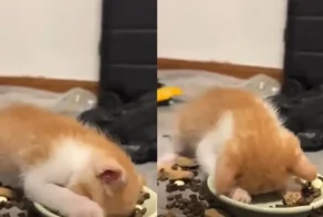 Котёнок с головой погрузился в миску с кормом