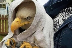 Всё вразнобой 