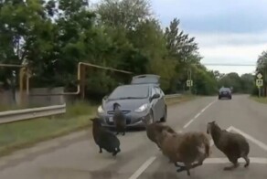 "Шашлык из тебя будет"