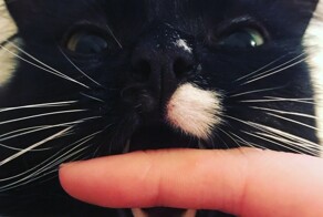 Шкала кусючести: 20 наглядных примеров классификации котокусей по степени интенсивности