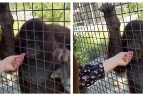 Спортсменка угостила вейпом орангутана