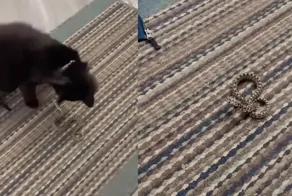 Кот принёс домой змею