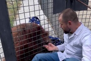Ветеринар рассказал о самочувствии орангутана Даны, покурившей вейп