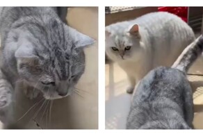 Командная работа при стрижке когтей