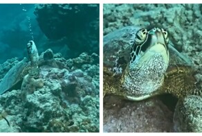 Черепаха спит под водой