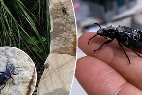 Жуки-киборги будут спасать людей?