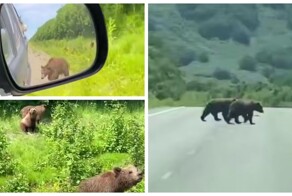 Медвежата выпрашивают еду у водителей на Камчатке