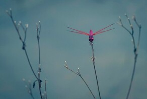 Всё вразнобой&nbsp;