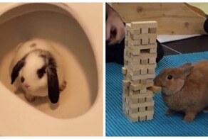 Кролики наводят "шороху" в домах хозяев