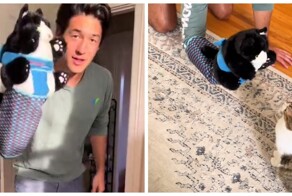 Перчатка для реслинга с кошкой