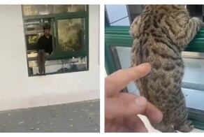 Кот пришёл за шаурмой