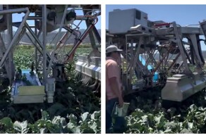 Агробот для сборки брокколи