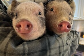 Всё вразнобой&nbsp;