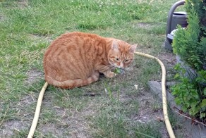 Вышел Эрик погулять