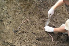 Таинство рождения земляных червей