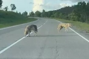 Волки вышли к людям в Амурской области