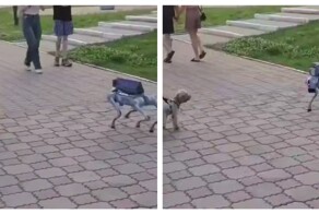 Собака познакомилась с робопсом