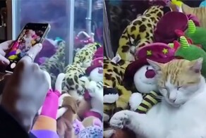 Кот залез в автомат с мягкими игрушками