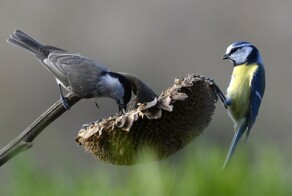 Всё вразнобой&nbsp;