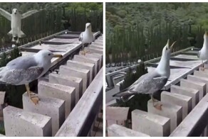 Чайки смеются над сородичем