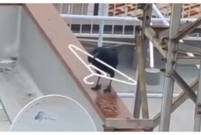 Пернатый любитель вешалок