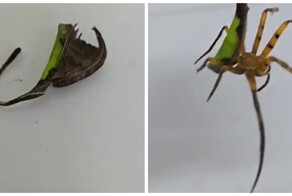 Паук, притворяющийся сухим листом