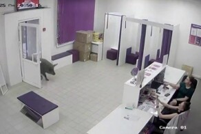 Свиньи наведались в пункт выдачи