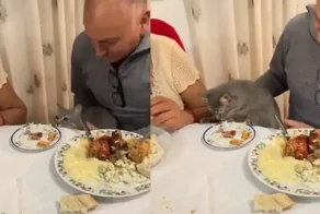 Коту выделили отдельное место за столом