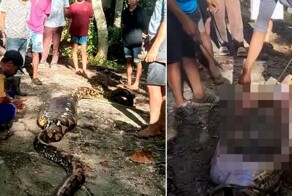 В Индонезии восьмиметровый питон проглотил фермера