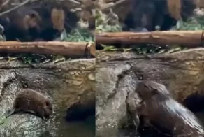 Бобрёнок не захотел ложиться спать и сбежал