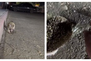 Ёж пришёл за помощью к людям