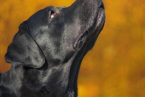 На общую тему&nbsp;