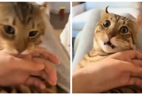 Женщина сломала кота