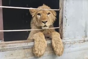 "Тут я бессилен": у сургутского блогера Магомедова с помощью ОМОН изъяли львёнка