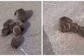 В Подмосковье засняли семейку ежей на прогулке