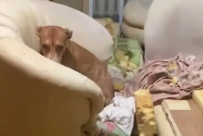 Собака как следует порезвилась в квартире хозяина