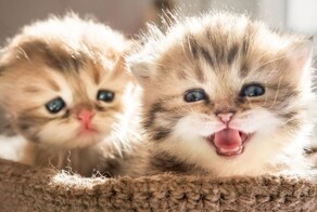 Разнообразие кошачьих звуков. Часть 3