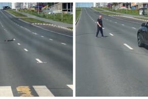 Мужчина помог утке с утятами перейти дорогу